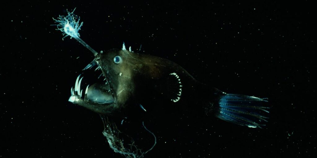 Anglerfish