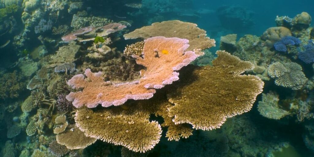 Grande Barrière de Corail Australie