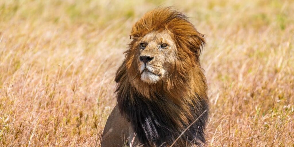 Lions, Serengeti National Park,