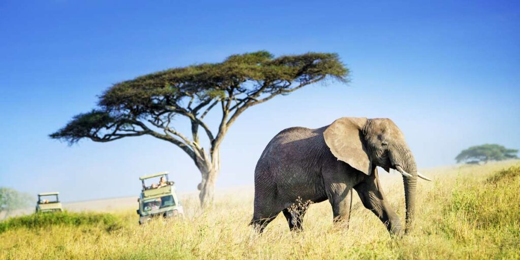 Parc national du Serengeti 09 - Eléphant d'Afrique