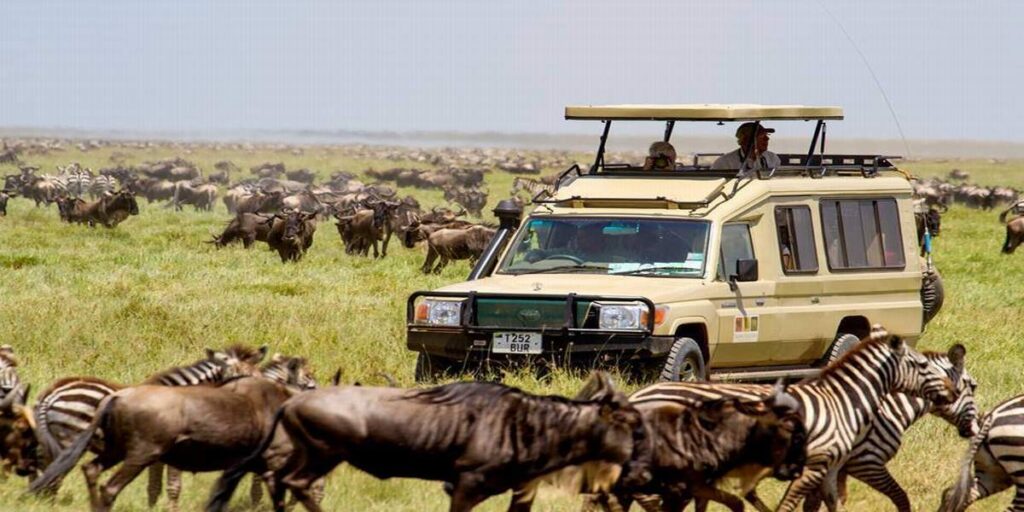 Safari nella fauna selvatica della Tanzania